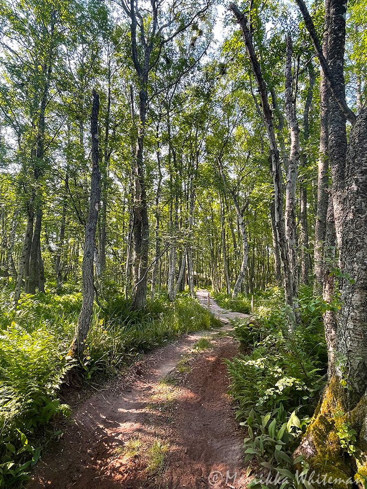 Björkön metsää