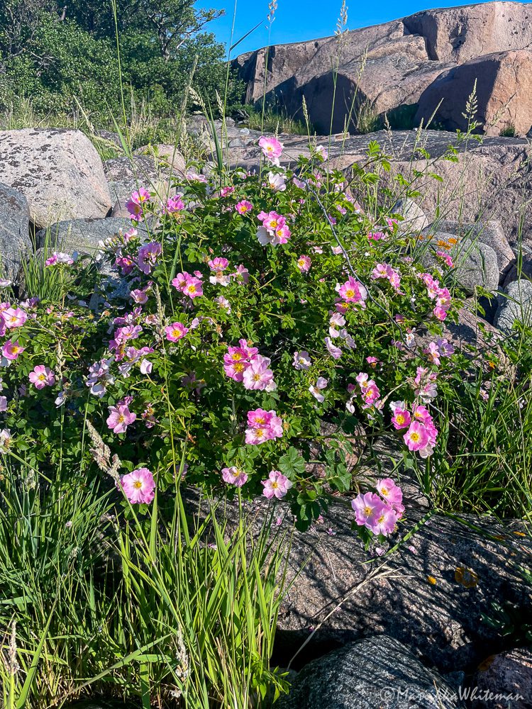 Villiruusupensas