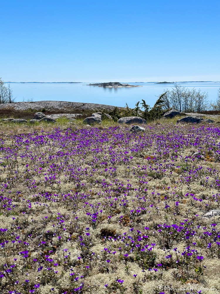 wild pansies