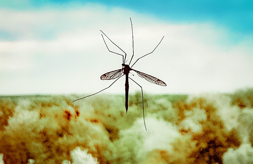 Mosquitos in the archipelago