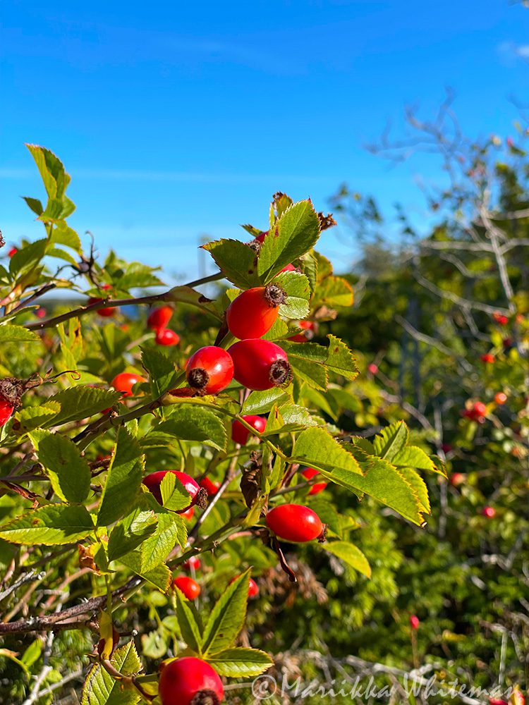Ruusunmarjasose marjoja