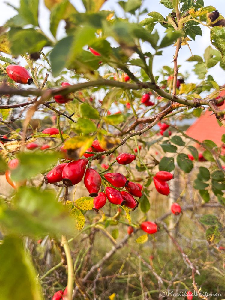 Rose hip puree